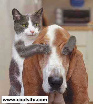 hada 7make bel7a9e howa mesali levrakasio nise